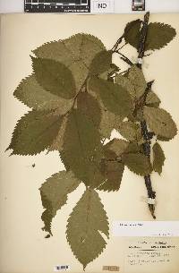 Ulmus thomasii image