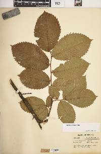 Ulmus thomasii image