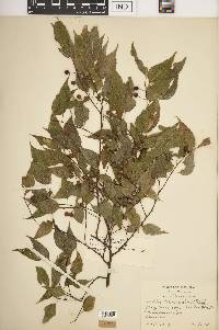 Celtis laevigata image