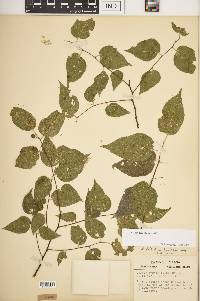 Celtis tenuifolia image