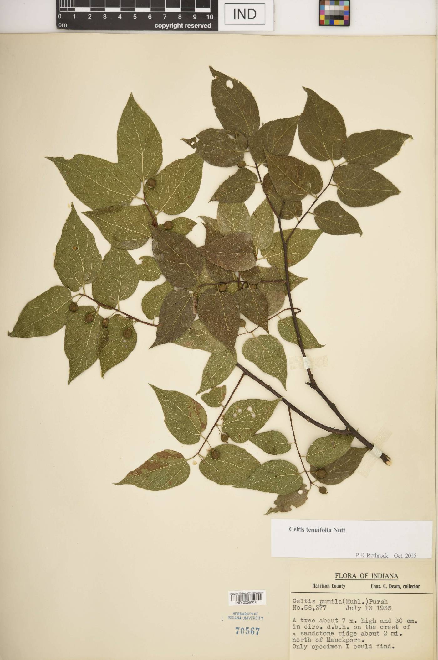 Celtis tenuifolia image