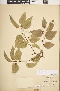 Celtis tenuifolia image