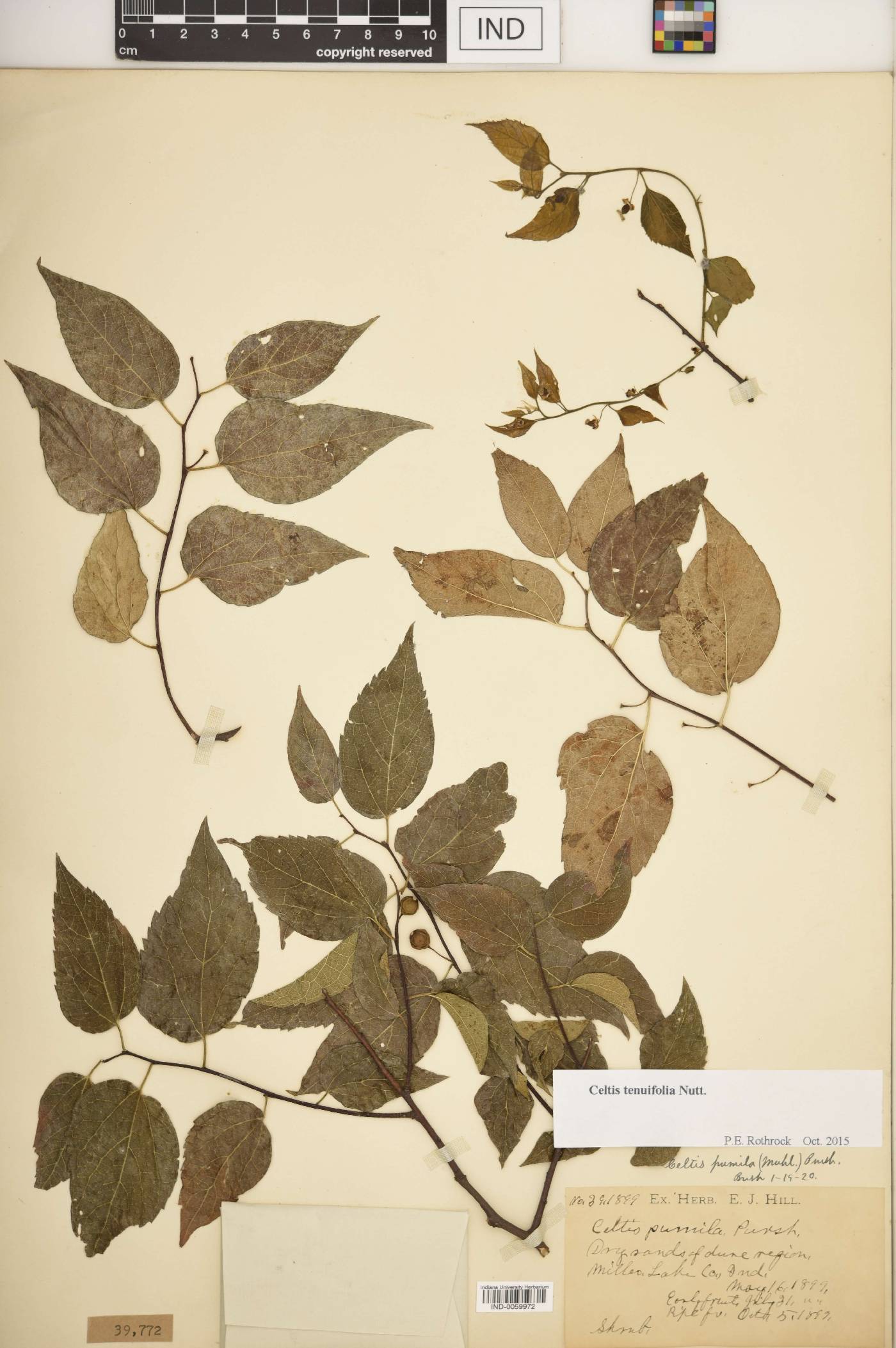 Celtis tenuifolia image