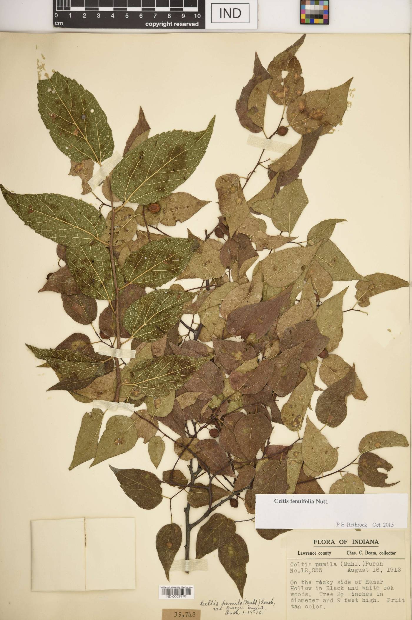 Celtis tenuifolia image