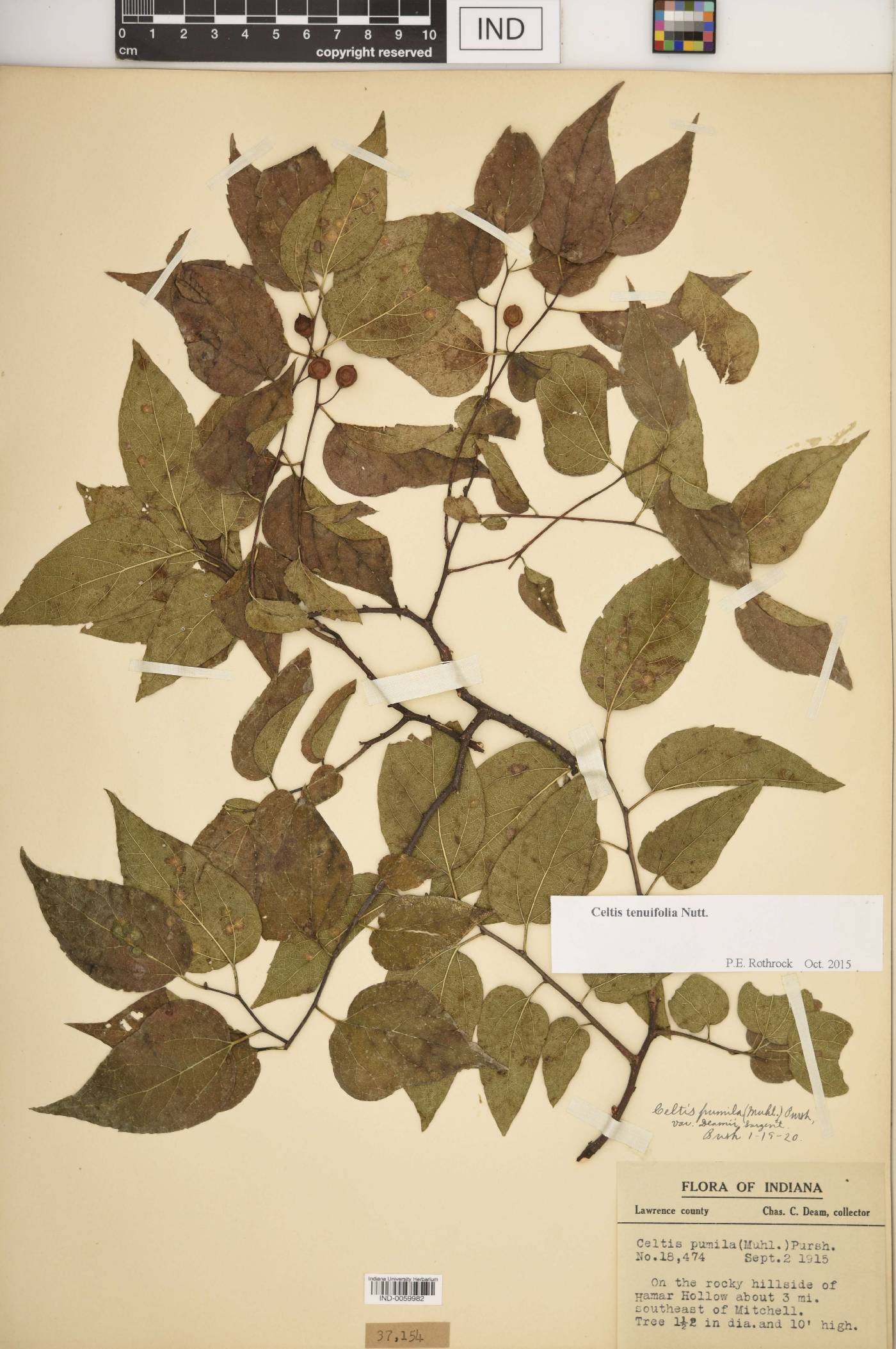 Celtis tenuifolia image