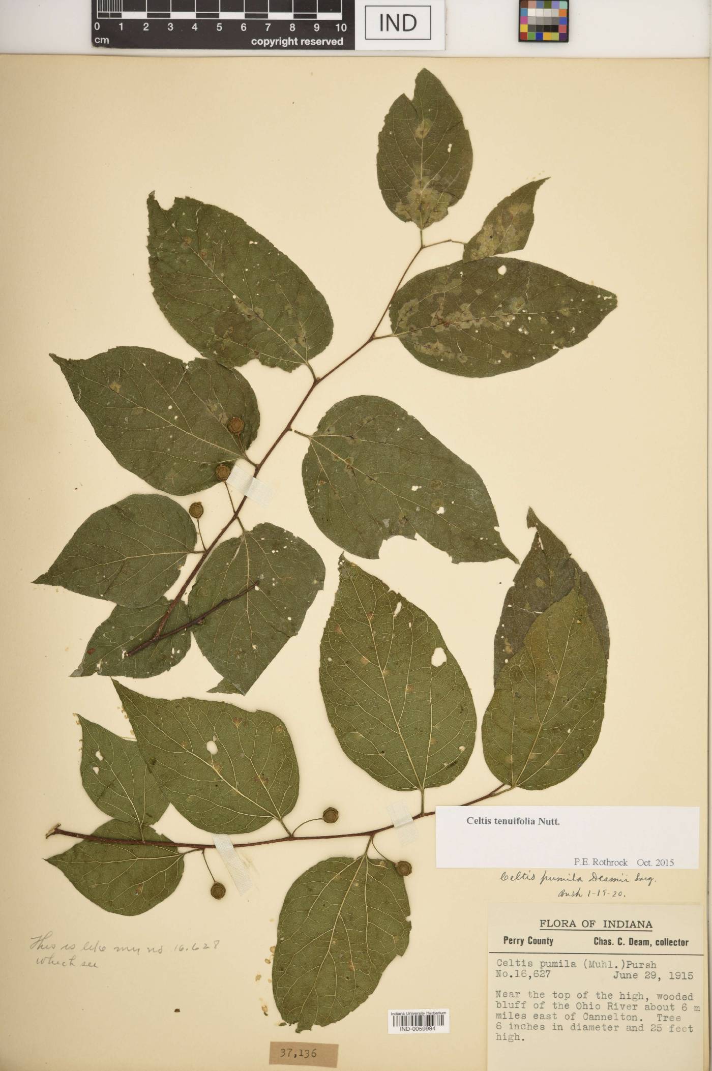 Celtis tenuifolia image