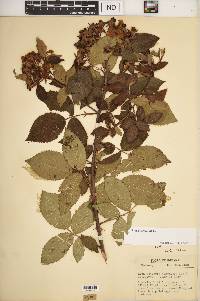 Rosa setigera image