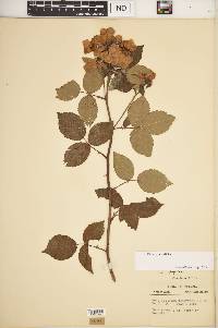 Rosa setigera image