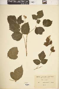 Rubus canadensis image