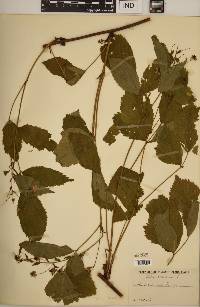 Rubus canadensis image