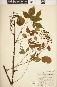 Rubus × elegantulus image