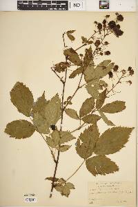 Rubus canadensis image