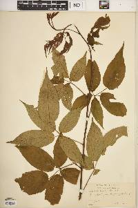 Rubus canadensis image