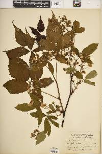 Rubus canadensis image