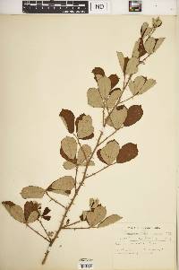 Rubus cuneifolius image