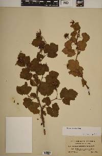 Rubus deliciosus image