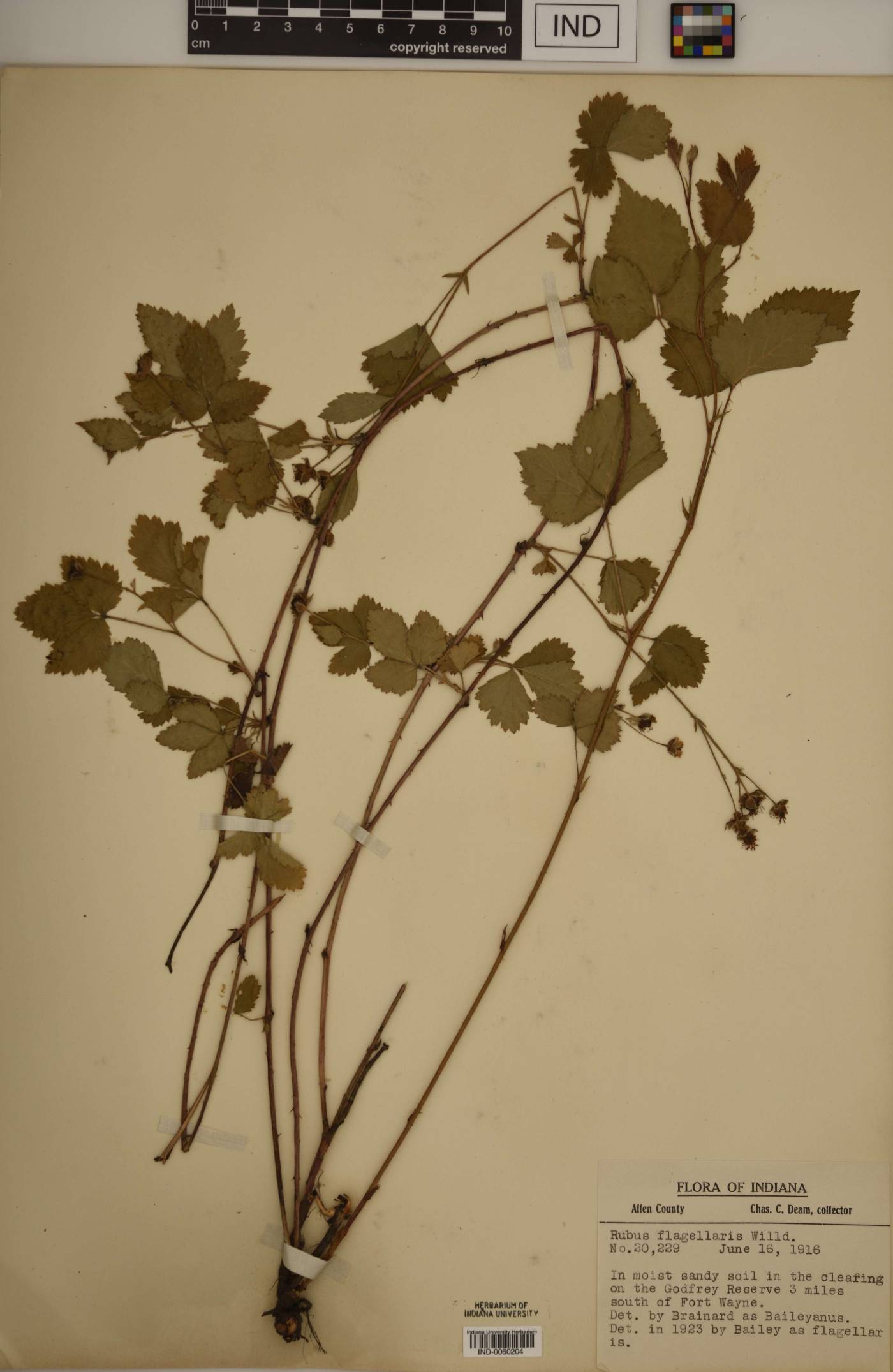 Rubus steelei image