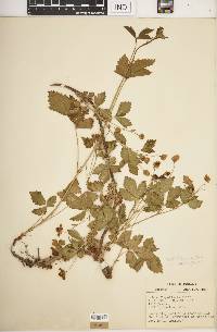 Rubus profusiflorus image