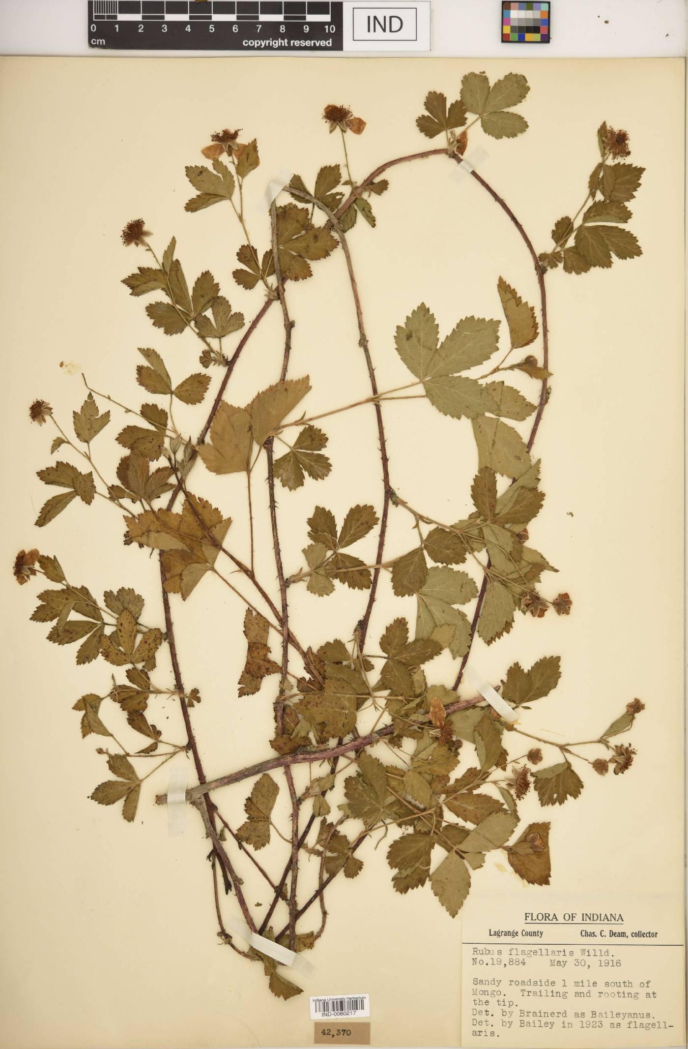 Rubus curtipes image