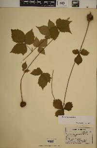 Rubus steelei image