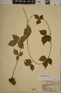 Rubus steelei image