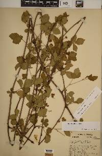 Rubus steelei image