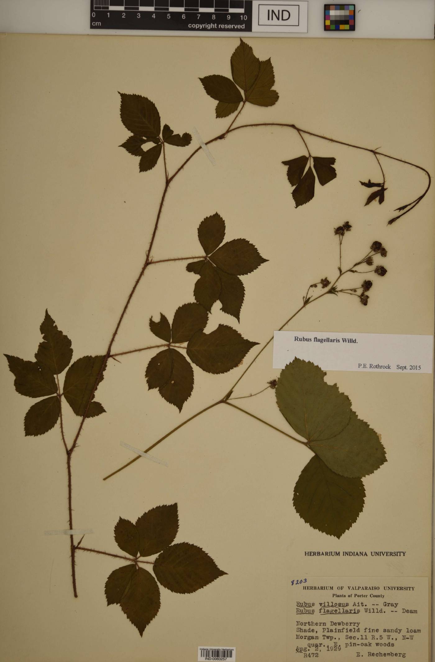 Rubus furtivus image