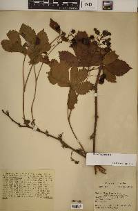 Rubus missouricus image