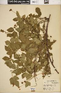 Rubus flagellaris image