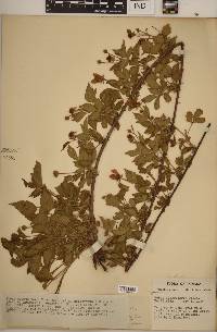 Rubus deamii image