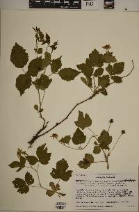 Rubus aboriginum image