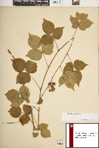 Rubus flagellaris image