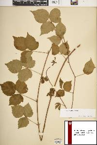 Rubus flagellaris image