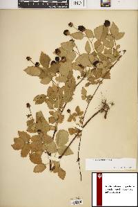 Rubus flagellaris image