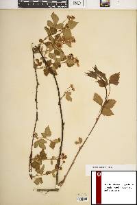 Rubus flagellaris image