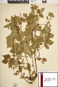 Rubus centralis image