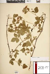 Rubus centralis image