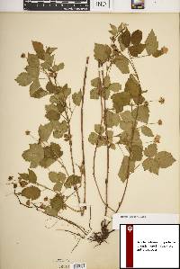 Rubus flagellaris image