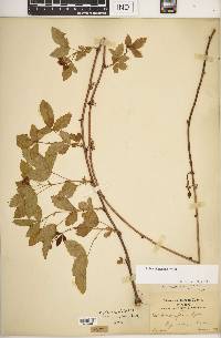 Rubus enslenii image