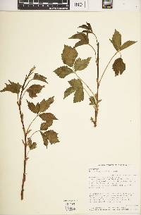 Rubus aboriginum image