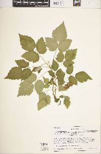 Rubus occidentalis image