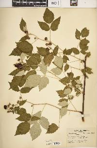 Rubus occidentalis image