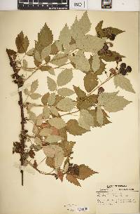 Rubus occidentalis image