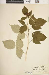 Rubus occidentalis image