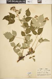 Rubus occidentalis image