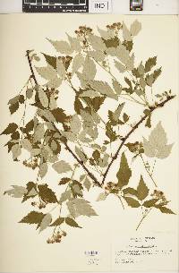 Rubus occidentalis image