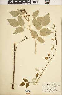 Rubus occidentalis image