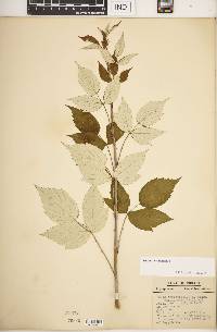 Rubus occidentalis image