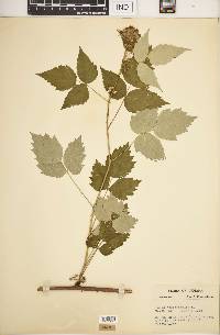 Rubus occidentalis image