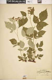 Rubus occidentalis image